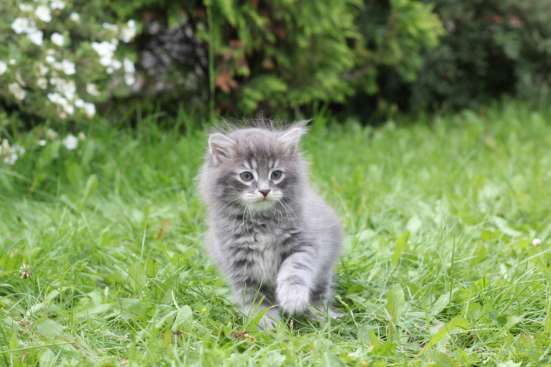 Сибирский котенок из питомника в Челябинске фото 4