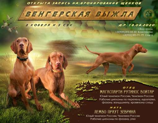 Щенки венгерской выжлы в Волгограде