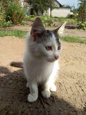 Отдадим КОТЯТ в добрые руки