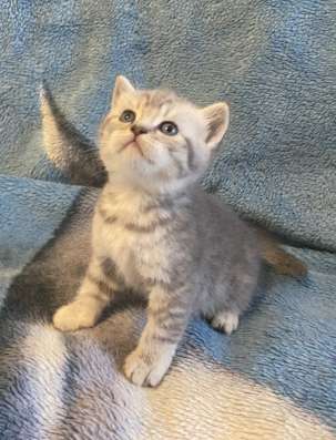 Британские котята