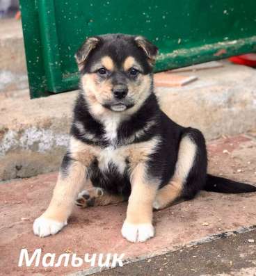 Красивый 5 мес щенок Джони ищет дом! в Москве фото 13