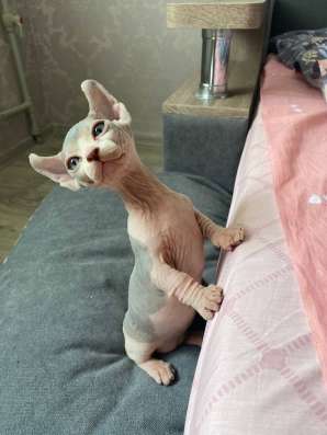 Котята канадского сфинкса (Бамбино - эльф) фото 4
