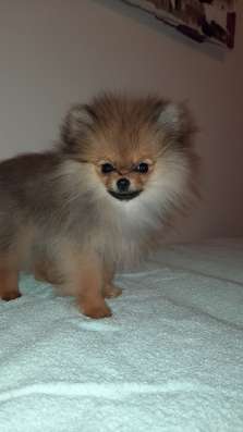 Pommerscher spitz фото 7