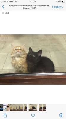 Милые котята мейн - куна в Казани