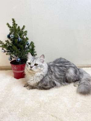 Шотландские котята в Домодедове