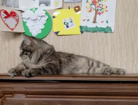 Котята Курильский бобтейл в Краснодаре фото 4