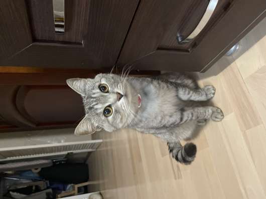 Продаю Котов