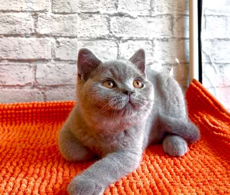 Британский котенок в Верхней Пышмы фото 3