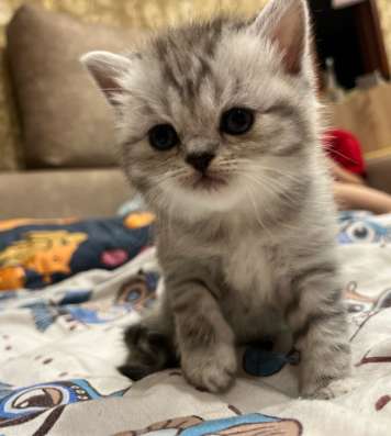 Британские котята в Пензе фото 3