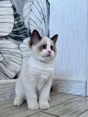 Котёнок Рэгдолл в Москве фото 3