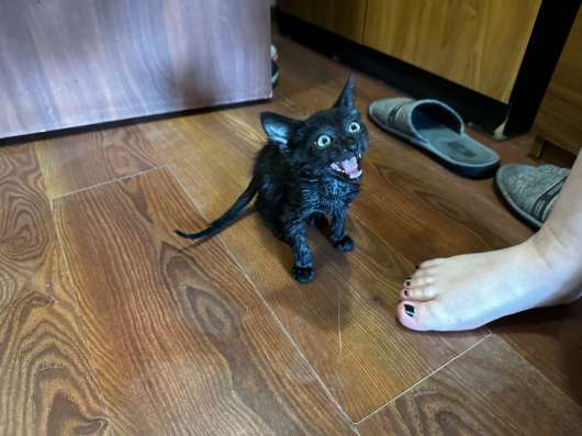 Отдам в добрые руки котенка