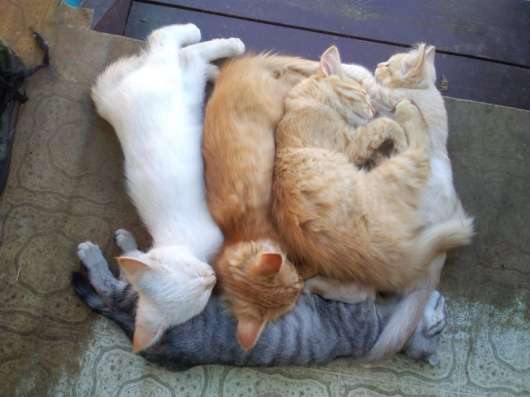 Котята в добрые руки