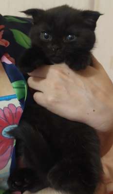 Шотландский вислоухий котик