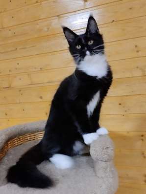 Котята мейн кун