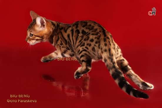 Бенгальский кот 3 месяца
