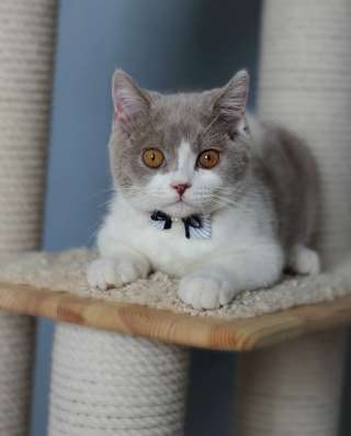 Британский котик OSKAR of Glorious Lotus
