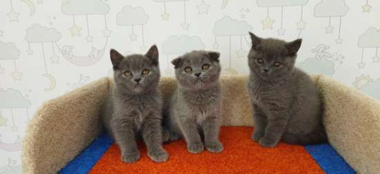 Шотландские котята фото 3