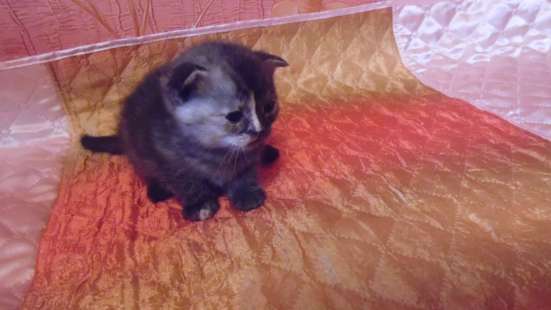Шотландские котята в Липецке