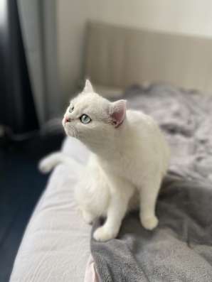 Продам кошечку, серебристая шиншилла фото 4