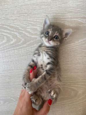Yavru Котята в добрые руки❤️ фото 3