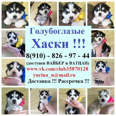 Черно-белые голубоглазые щеночки хаски