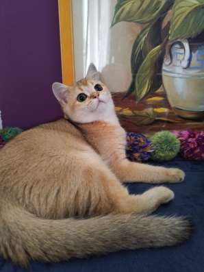 Золотые котята 5,5 месяцев