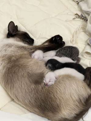 Gata con gatitos