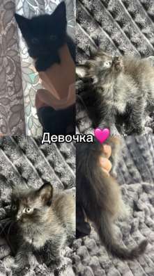 Котенок в Новосибирске