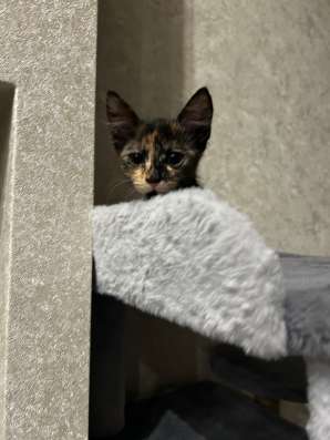 Котенок в добрые руки