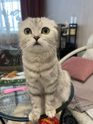 Котята манчкин