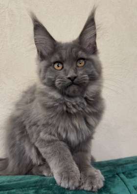 Котенок мейнкун