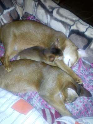 Abessinierkatze 3,5 Monate dringend фото 5
