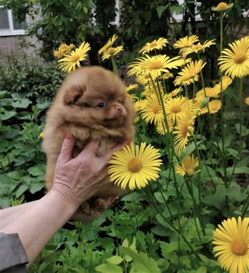 Щенки померанского шпица