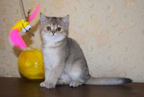 Шотландская кошечка фото 3