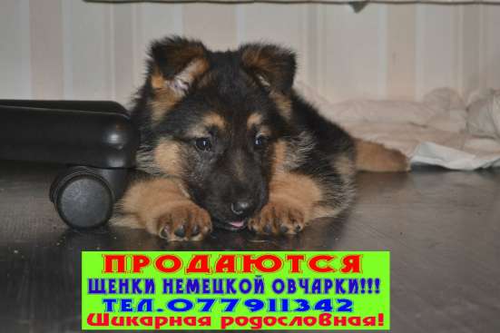 Продаются щенки немецкой овчарки!!!