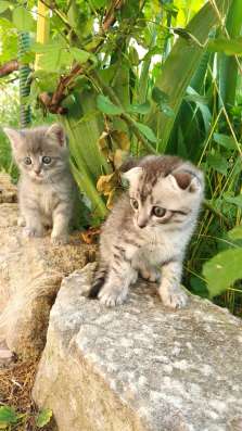 Шотландские котята в Симферополе фото 3