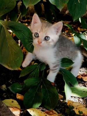 Срочно! Отдам котят в добрые руки! в Краснодаре фото 5