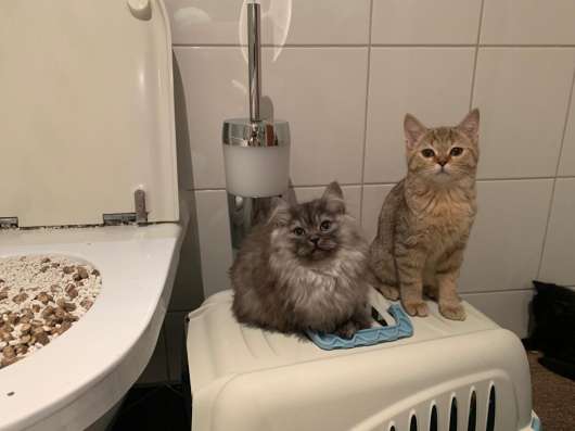 Schottische Faltohrkatzen