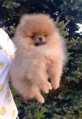 Щенки разных пород фото 10