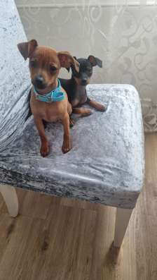 Zwergpinscher мини (до 2.5 кг) фото 5