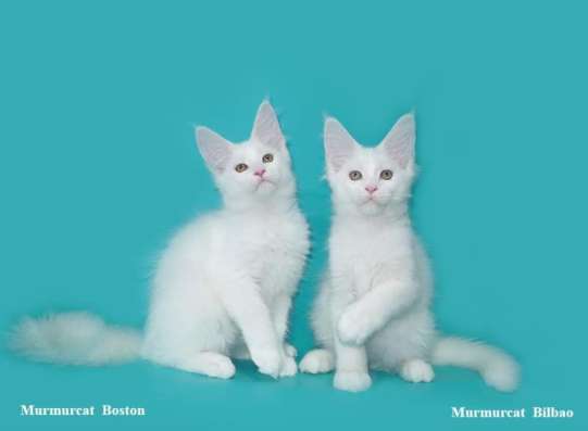 Мейн кун котята питомник Murmurcat Москва в Москве фото 3