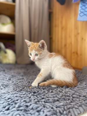 Котенок в добрые руки