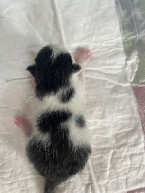 Котенок в добрые руки в Сочи фото 3