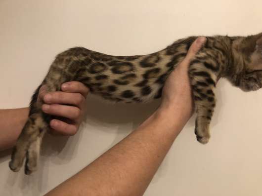 F2 bengal cat фото 4