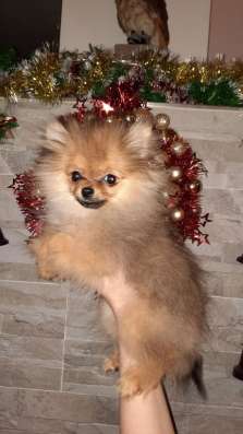 Pommerscher spitz