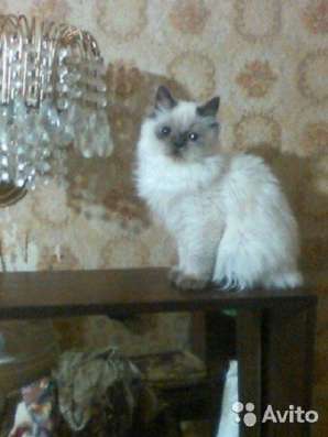Котята персидские