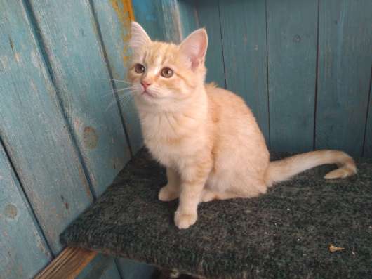 Котята в добрые руки в Люберцы