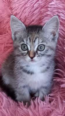 Кошечка 2 месяца. Ласковая