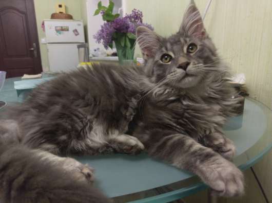 Котенок мейн кун продам