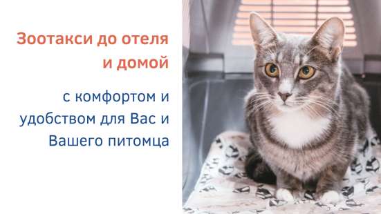 Зоогостиница BookingCat Люберцы/Жулебино в Люберцы фото 39